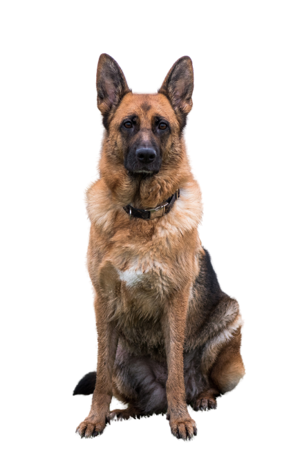 Canine EDD
